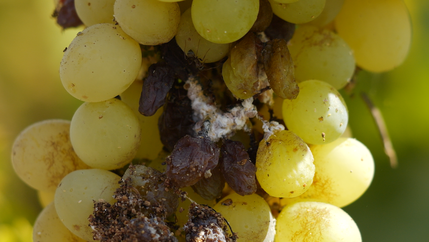 Isomate VMB | Control Vine Mealybug Today — Pacific Biocontrol